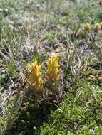 Image of snow Indian paintbrush