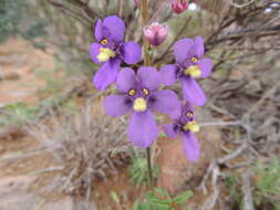 Image of Diascia alonsooides Benth.