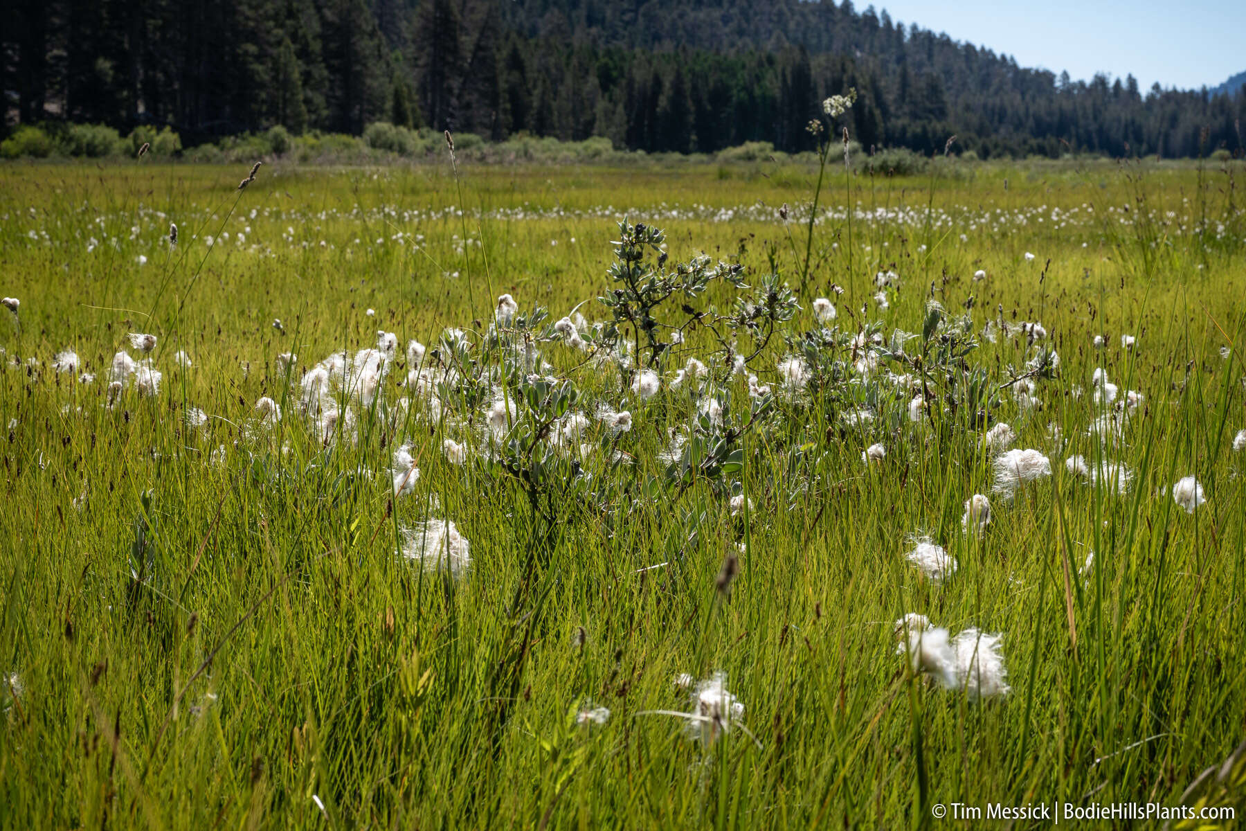 Image of slender cottongrass