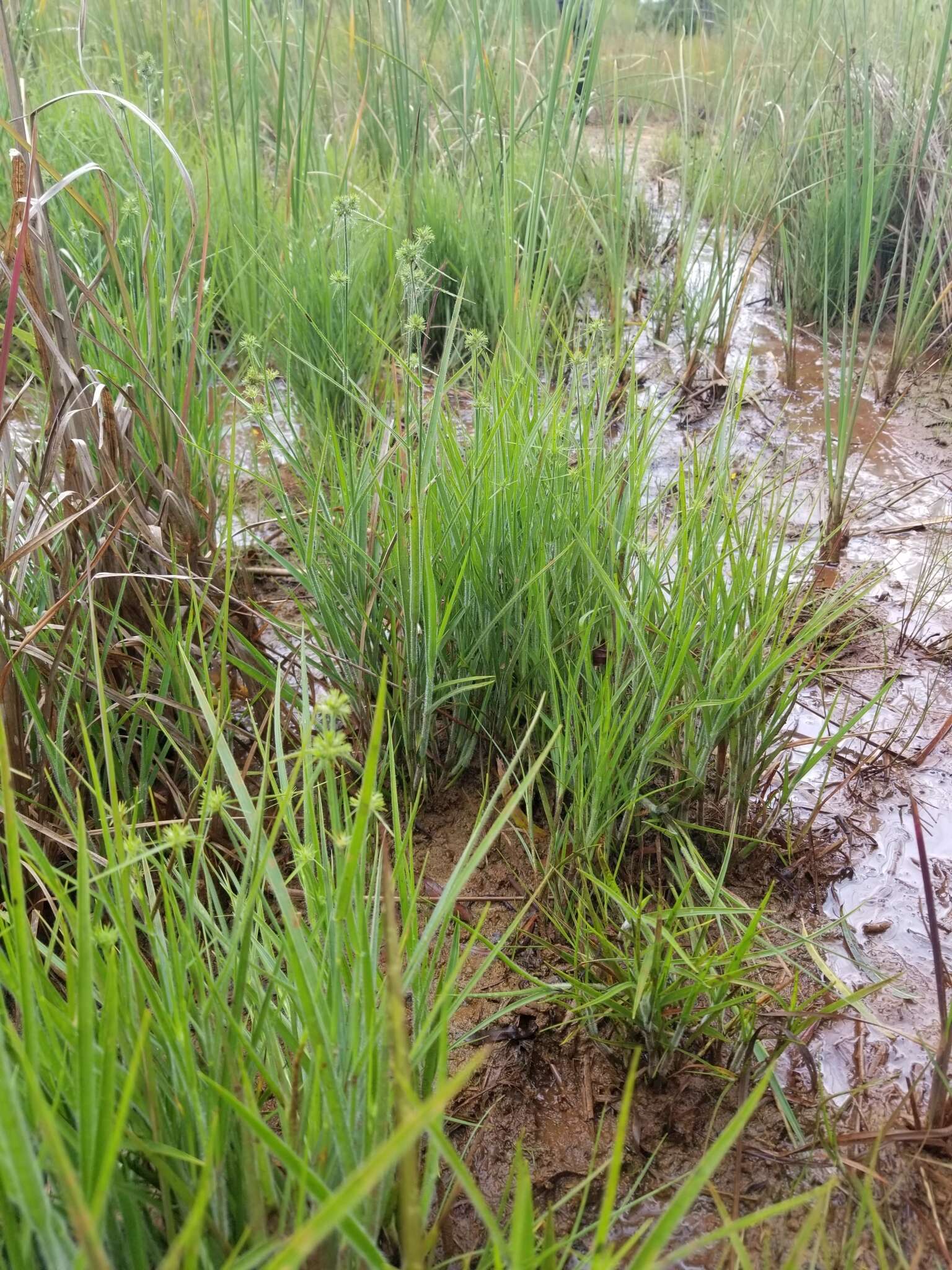 Image of Bush's umbrella-sedge