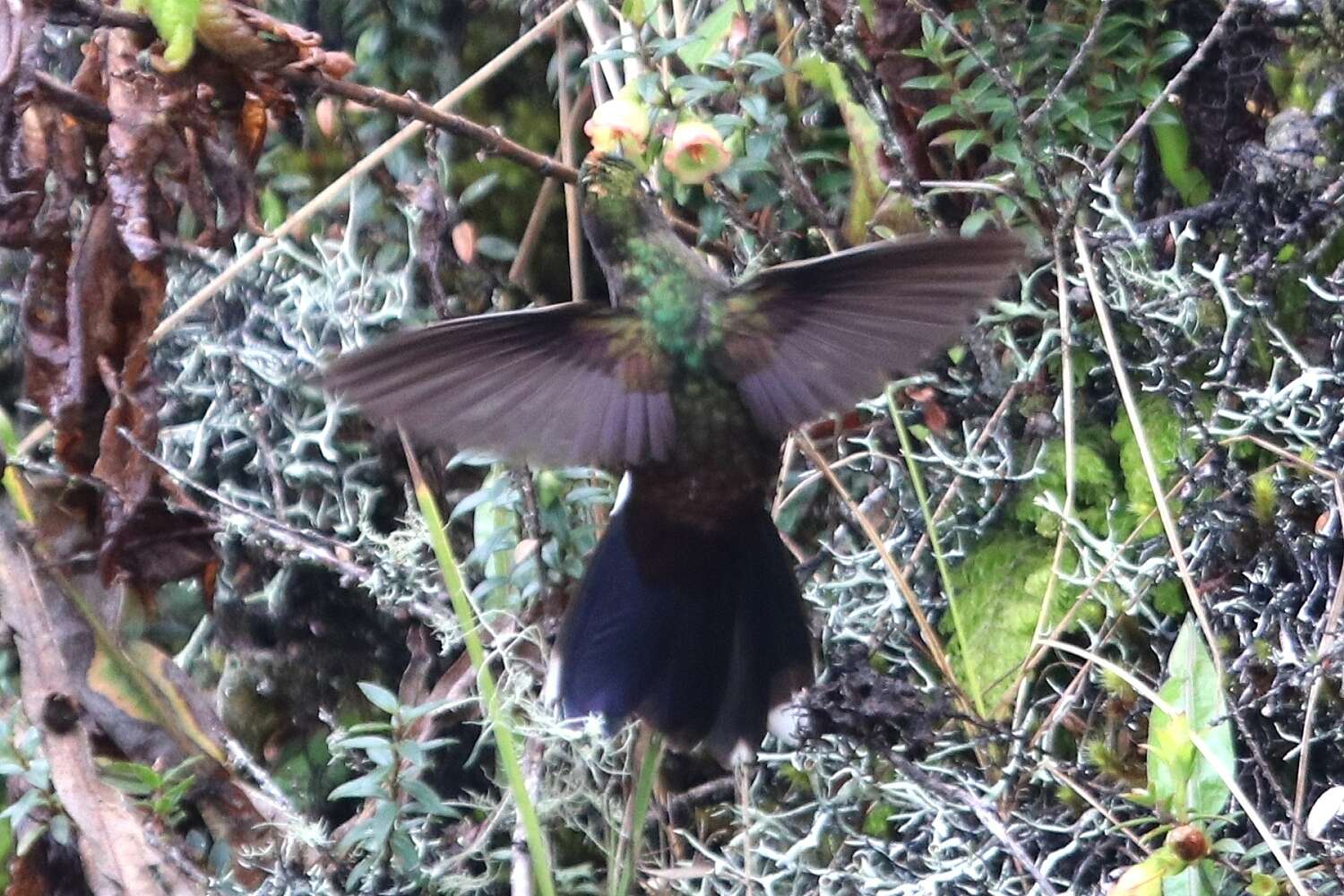 Image of Rainbow-bearded Thornbill