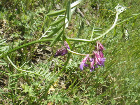 Imagem de Vicia villosa Roth