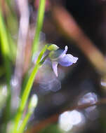 Image of bladderwort