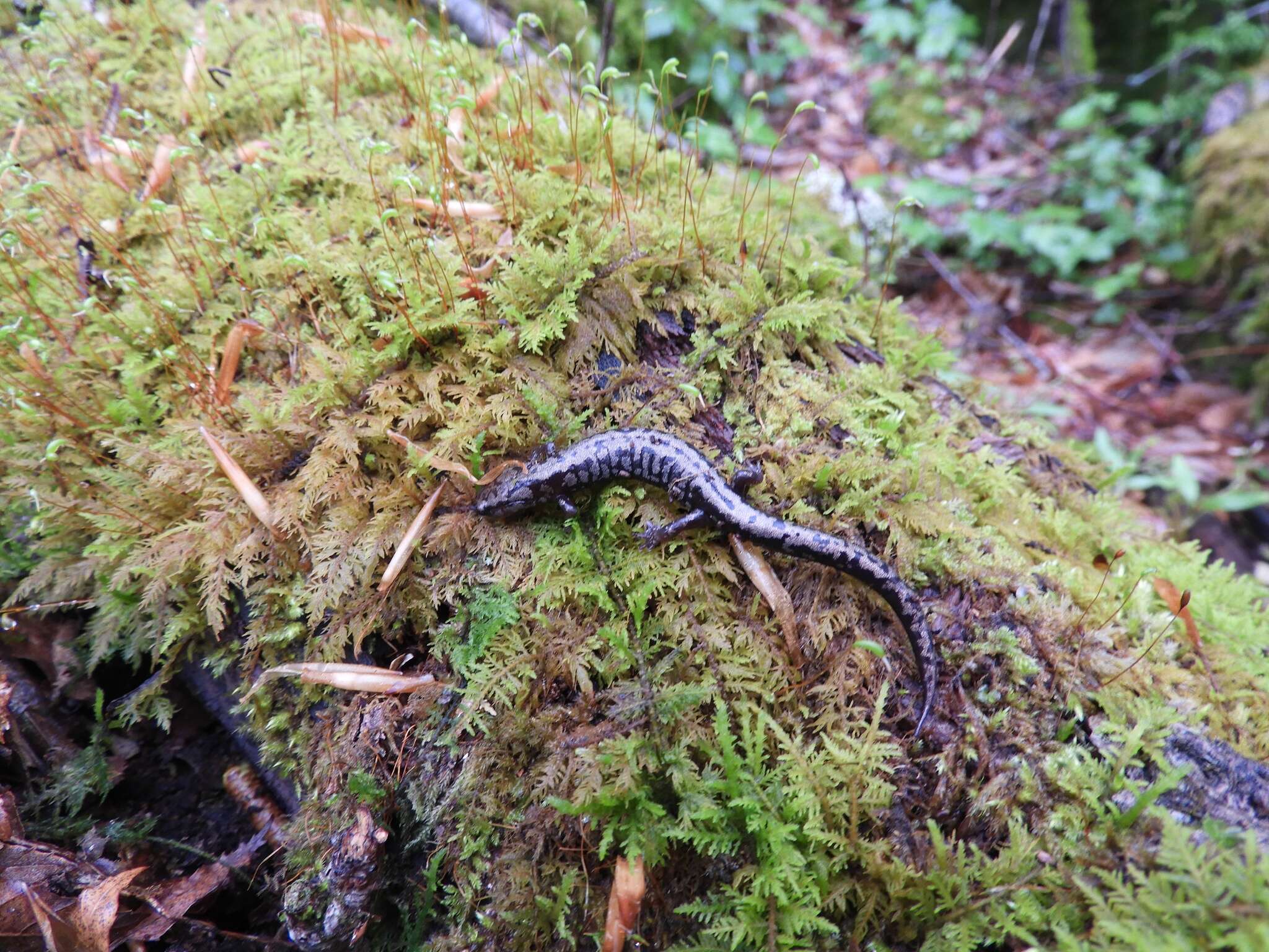 Image of Plethodon welleri Walker 1931