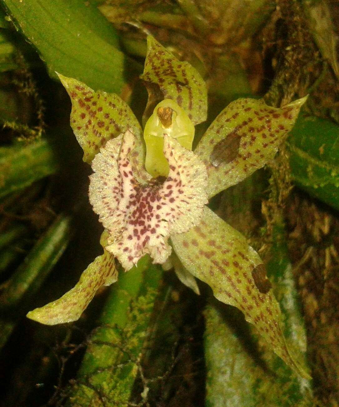 Image of Kefersteinia taurina Rchb. fil.