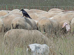 Imagem de Corvus corone corone Linnaeus 1758