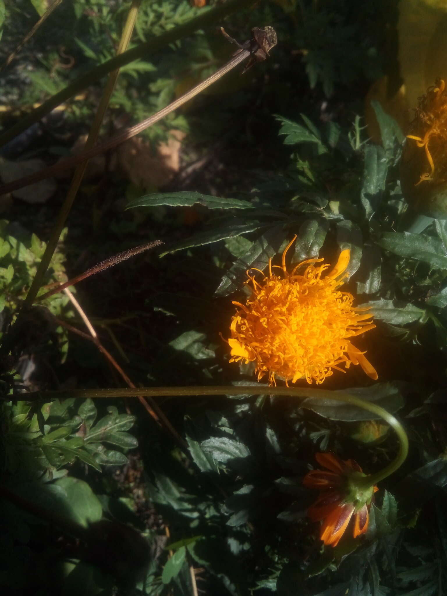 Imagem de Tagetes erecta L.