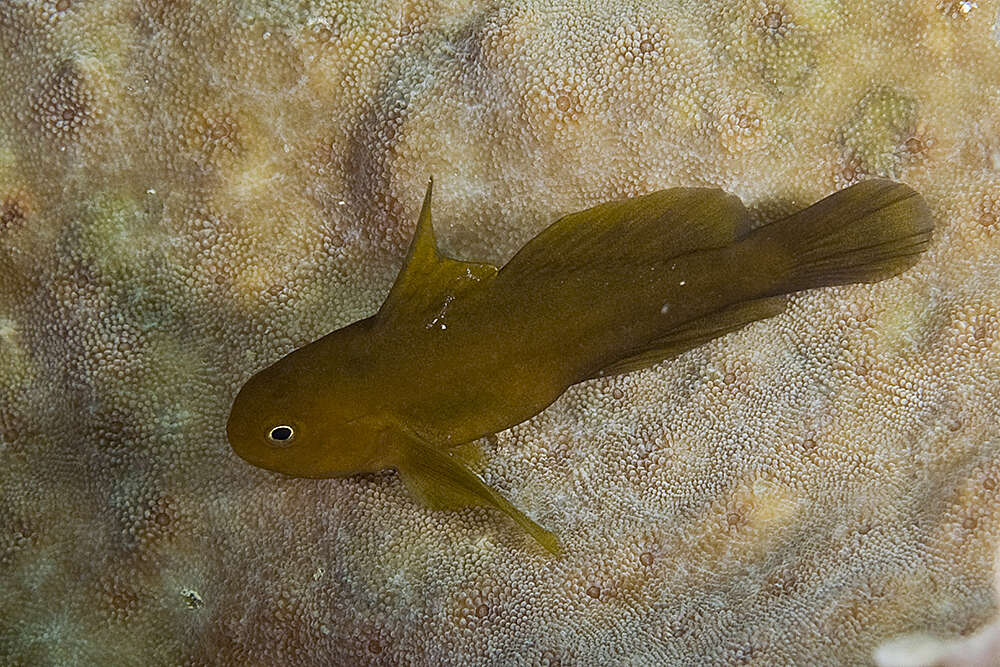 Image of Needlespine coralgoby