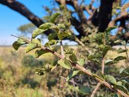 Plancia ëd Strychnos cocculoides Baker