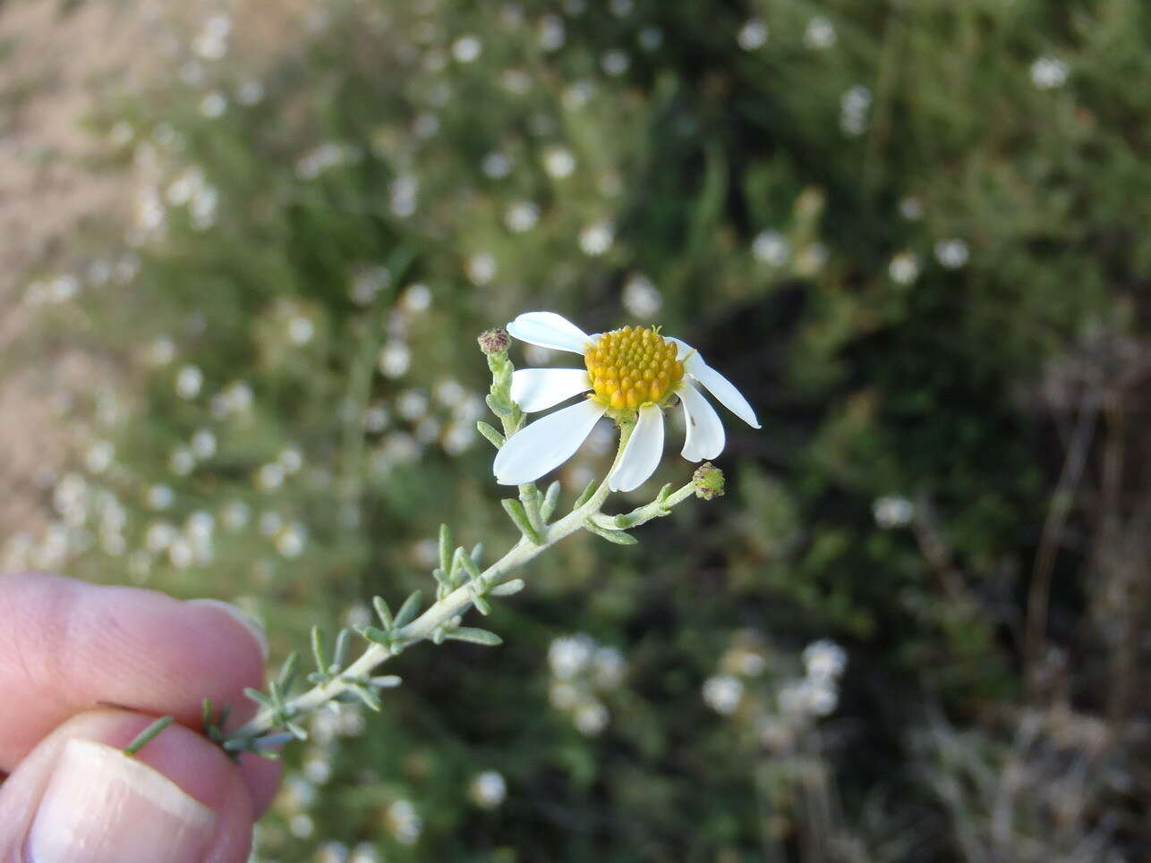 Image of Phymaspermum parvifolium (DC.) Benth. & Hook. fil.