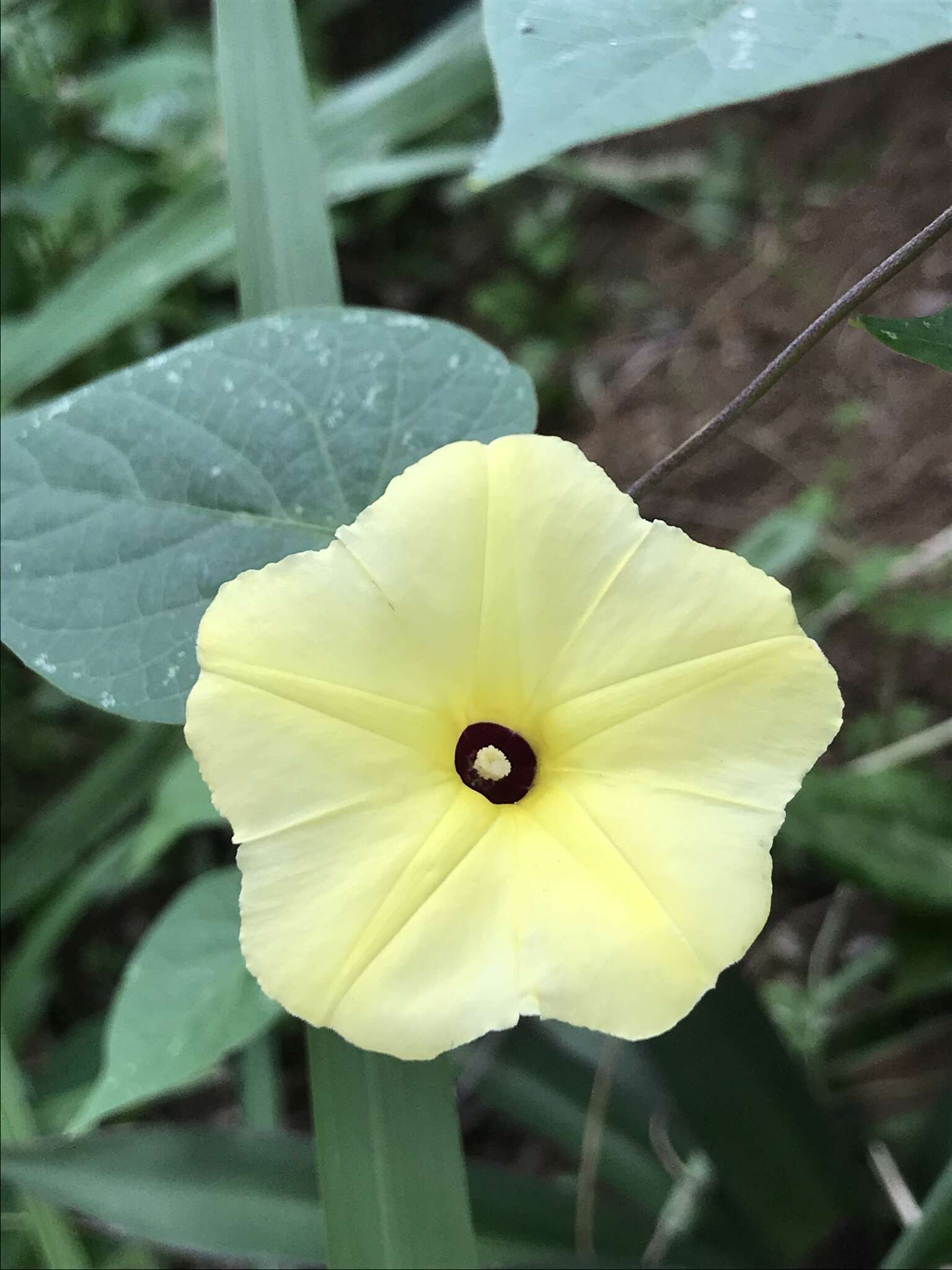 صورة Ipomoea ochracea (Lindl.) G. Don