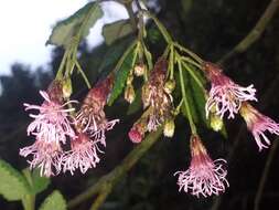 Image of Aristeguietia glutinosa (Lam.) R. King & H. Rob.