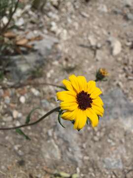 Image of Helianthella mexicana A. Gray