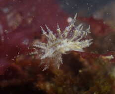 Image of Janolus anulatus Camacho-Garcia & Gosliner 2006