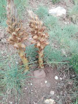 Image of greater broomrape