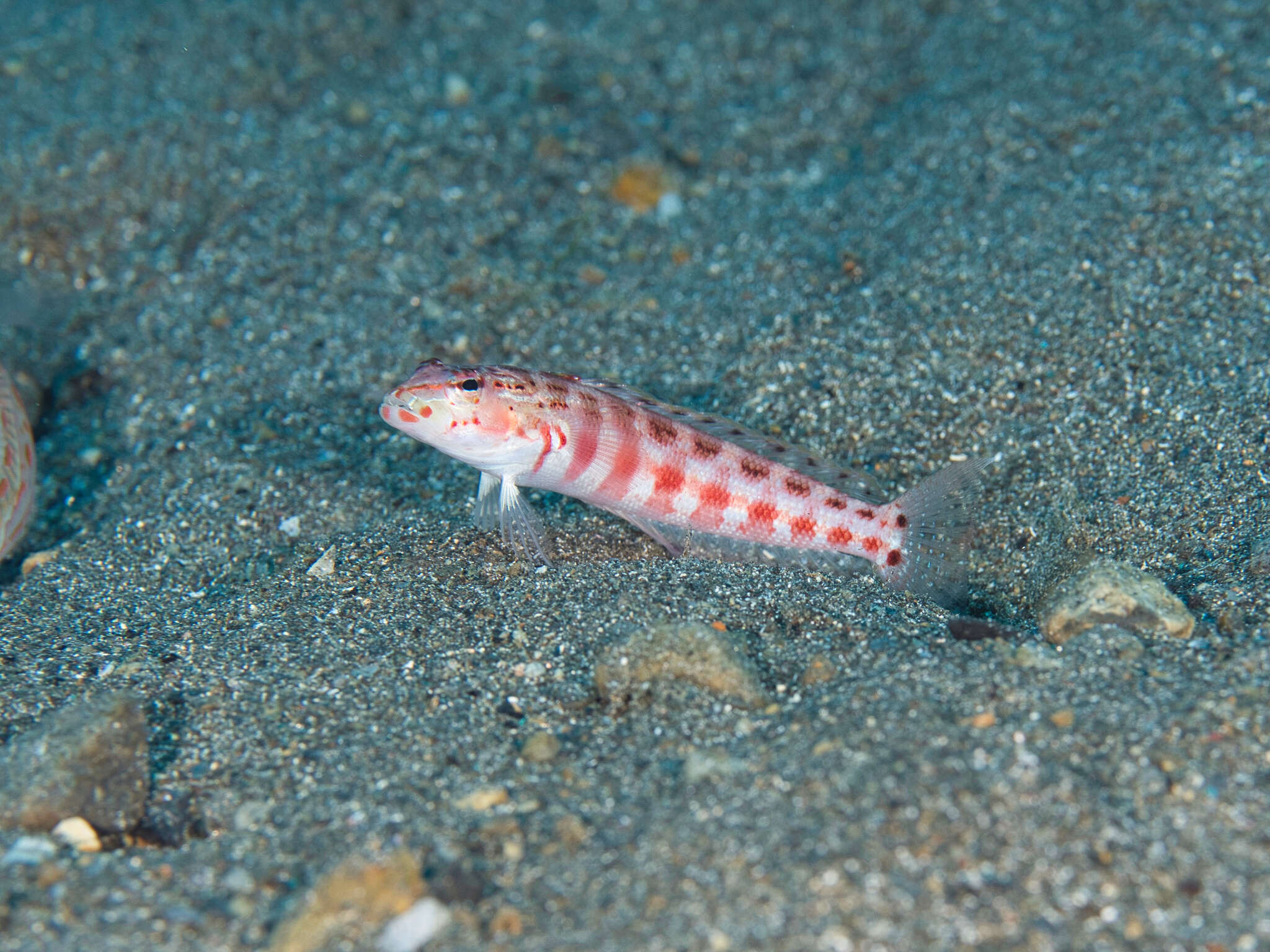 Image of Parapercis schauinslandi
