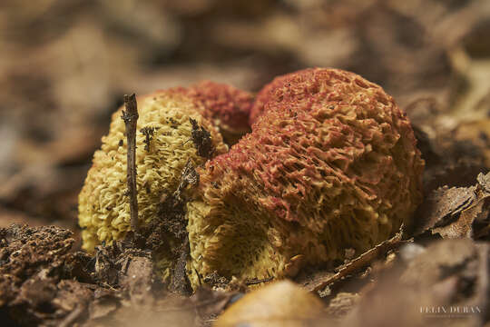 Image of Gastroboletus valdivianus E. Horak 1977