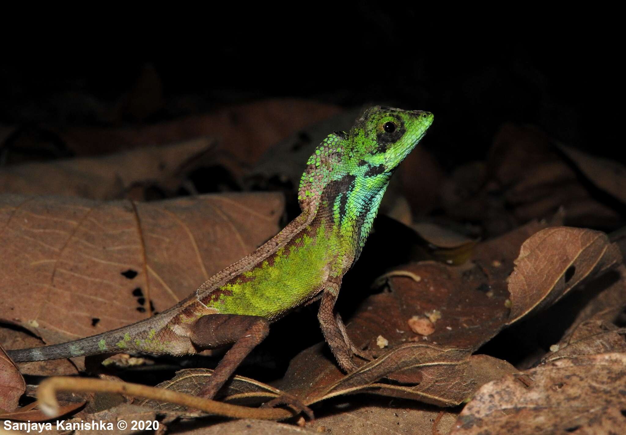 Image of Otocryptis nigristigma Bahir & Silva 2005