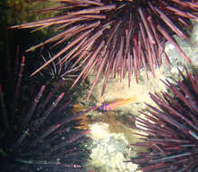 Image of Bluebanded goby