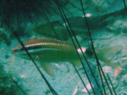 Image of Blacksaddle goatfish