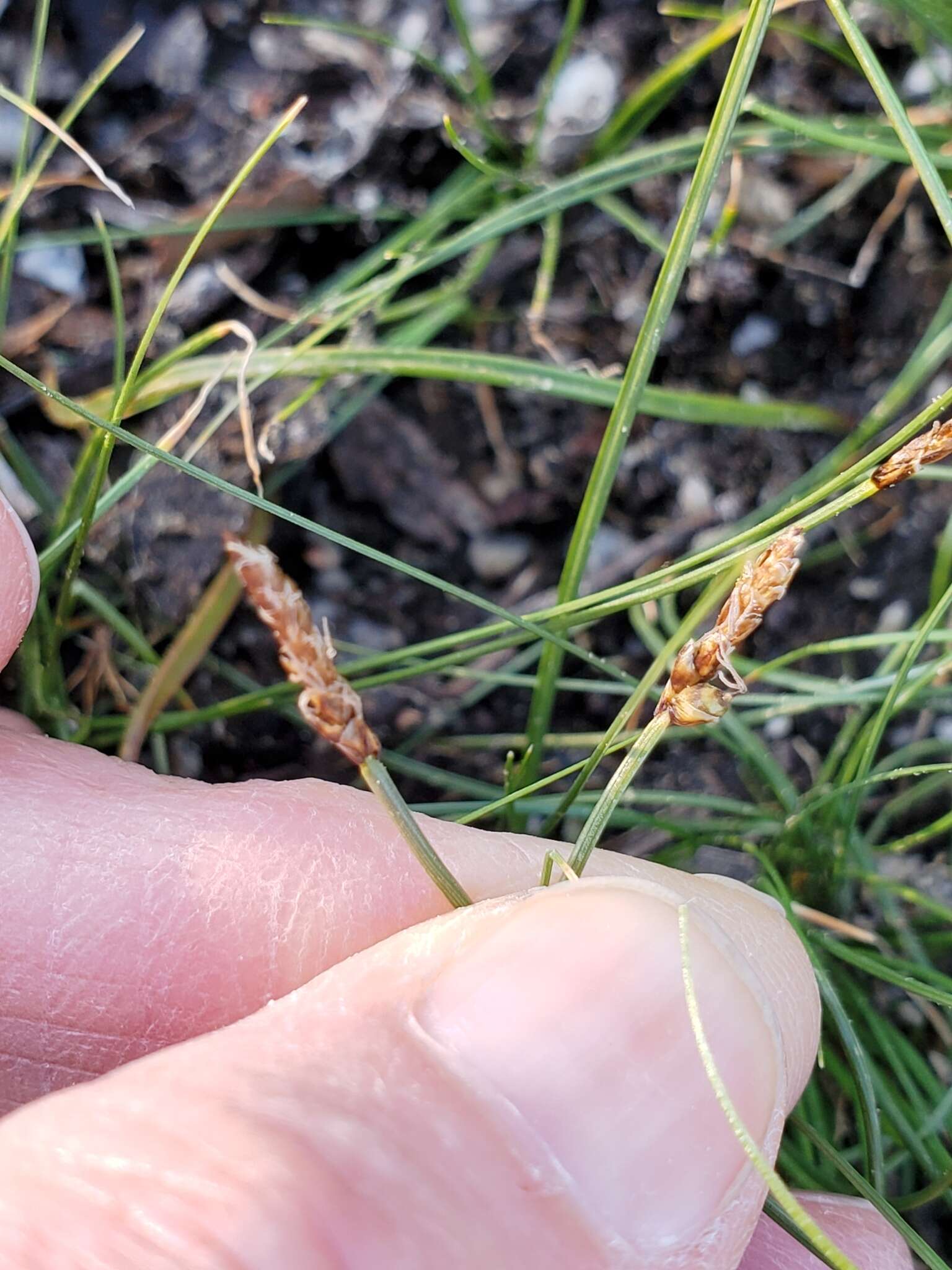 Image of shorthair sedge