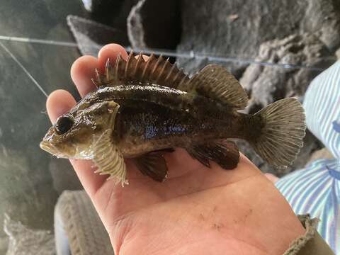 Image of Grass rockfish