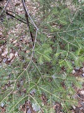 Image de Abies balsamea var. balsamea