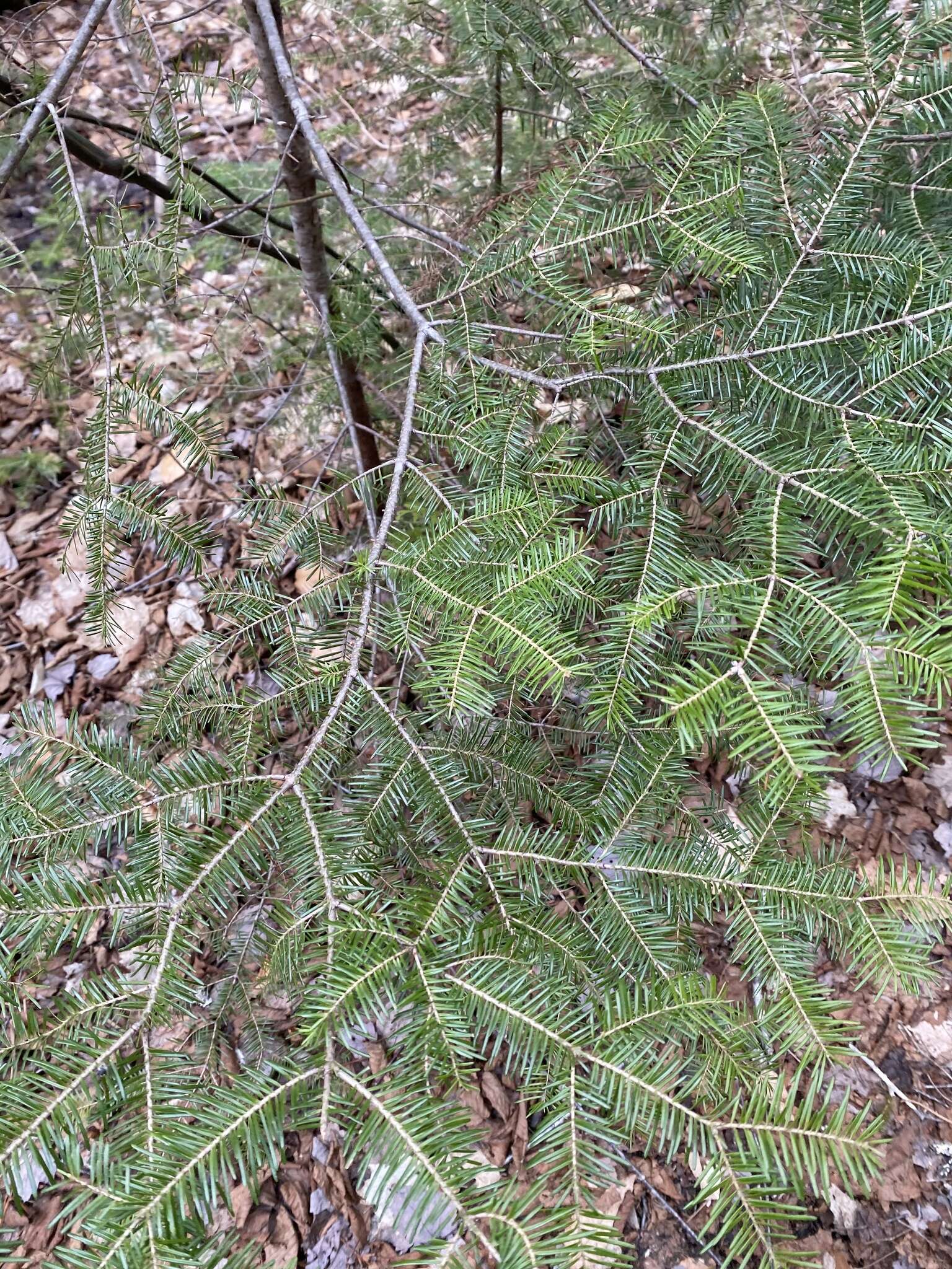 Image of balsam fir