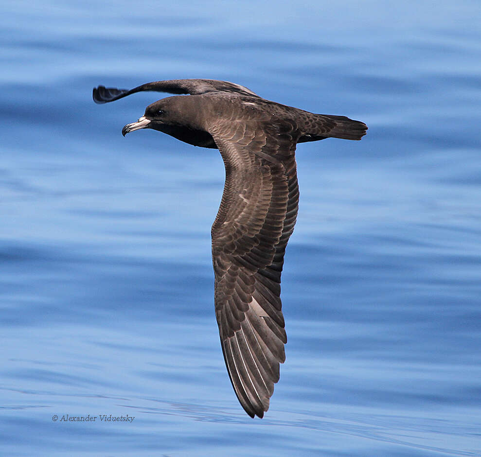 Image of Flesh-footed Shearwater