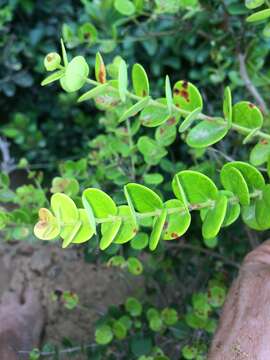 Image of Dune myrtle