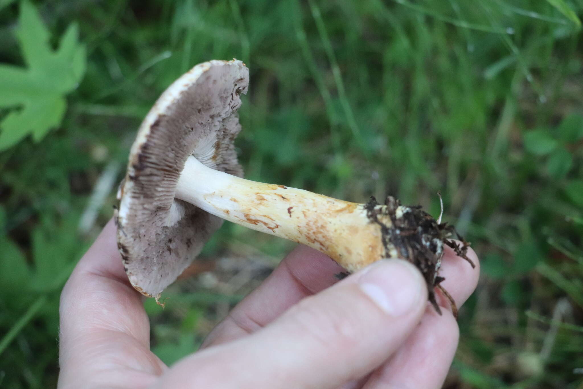 Image of Rosy Wood Mushroom