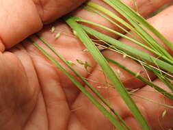 Image of Hairy Panic Grass