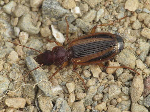 Image of Cymindis (Cymindis) lineola L. Dufour 1820