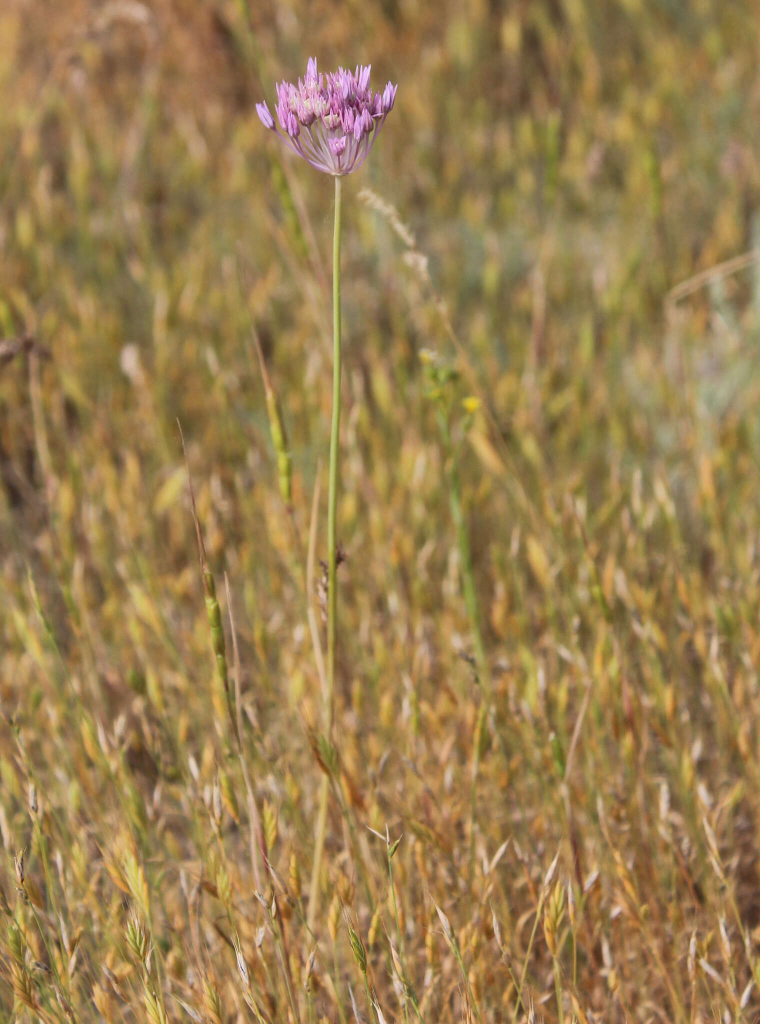 Image of wild garlic