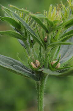 Image of Arnebia tschimganica (B. Fedtsch.) G. L. Chu