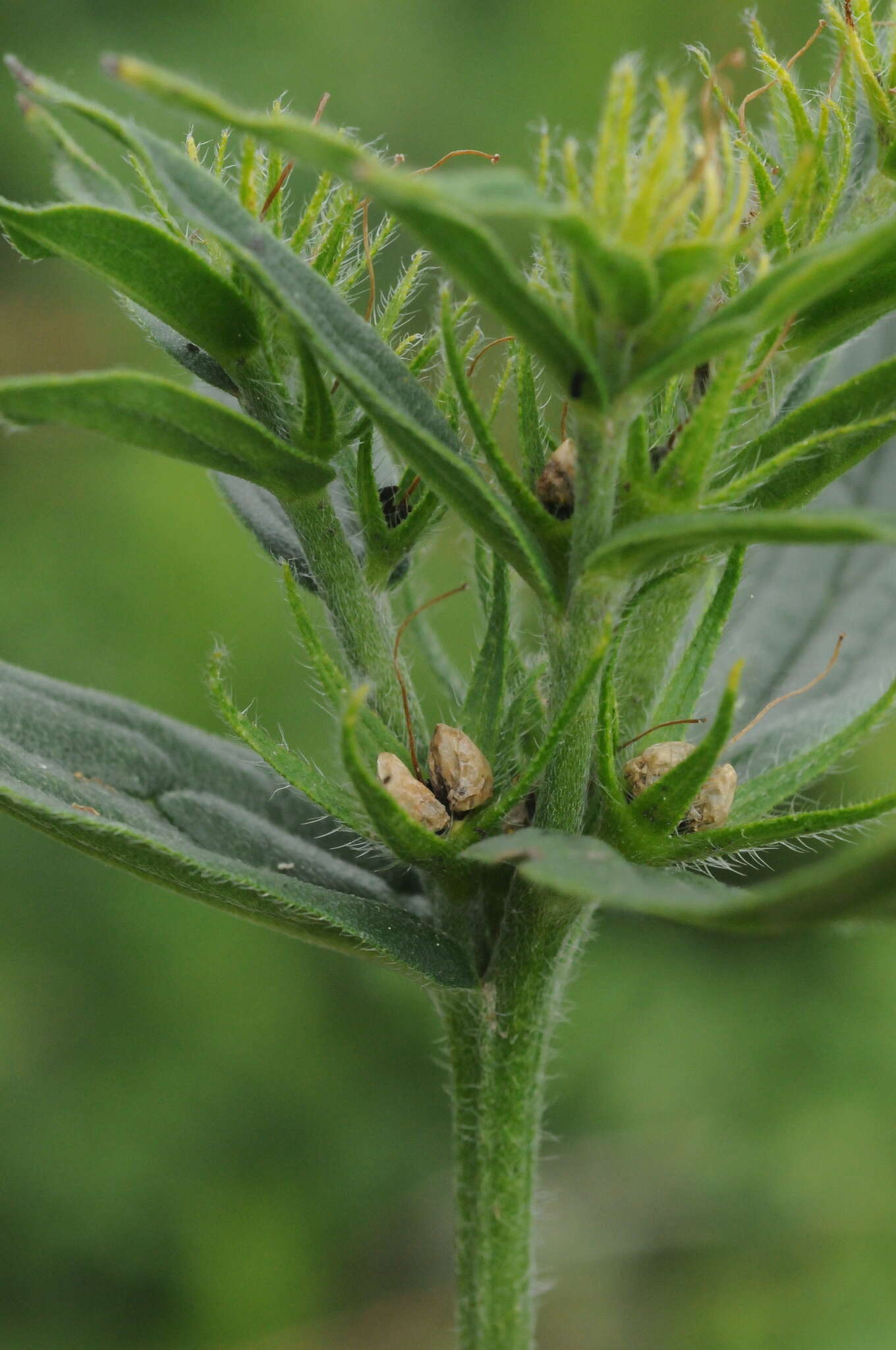 Arnebia tschimganica (B. Fedtsch.) G. L. Chu的圖片