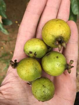 Image of Guinea guava