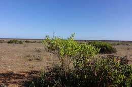 Image of Roepera aurantiaca subsp. aurantiaca