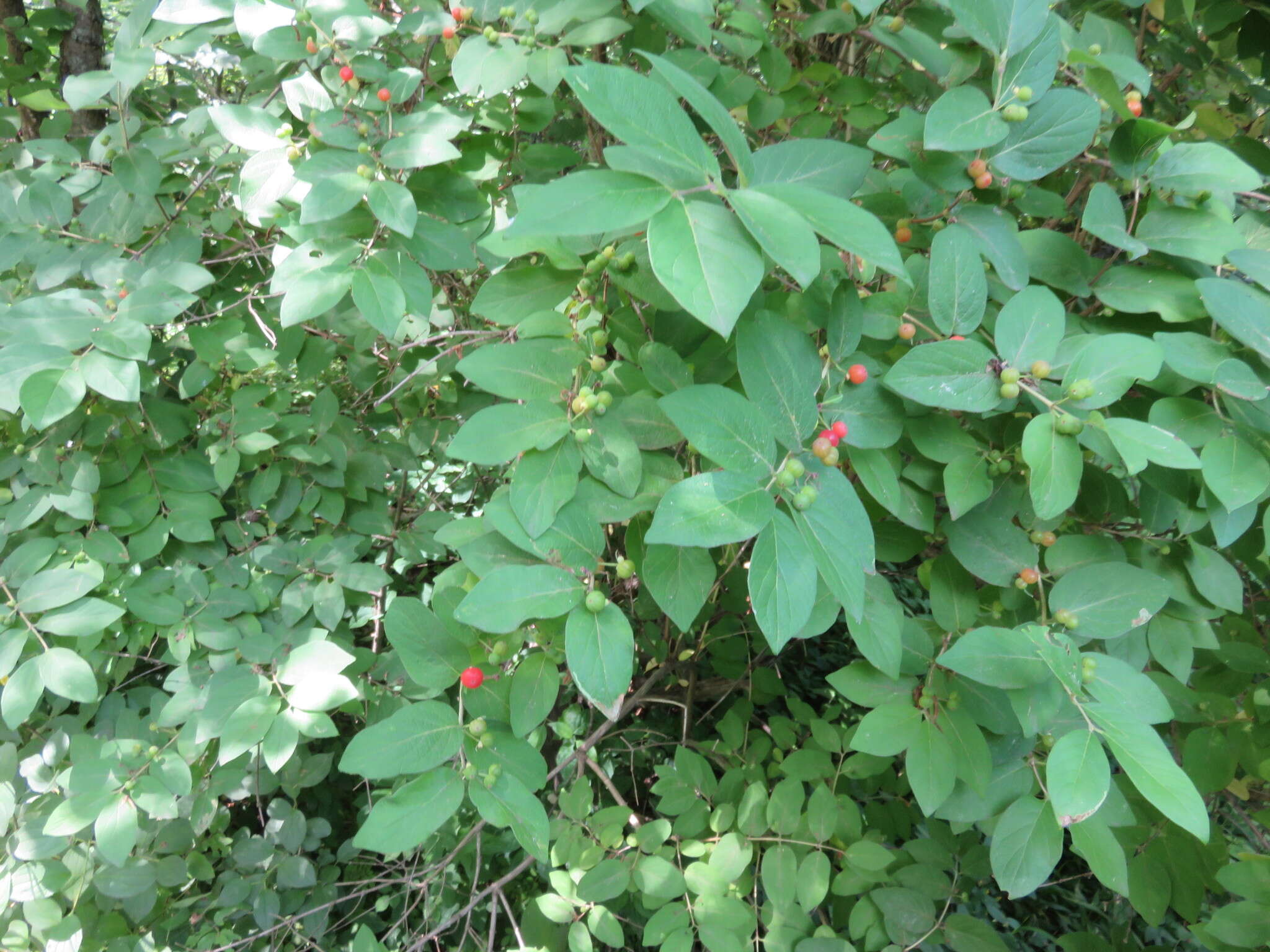 Image of Tatarian honeysuckle