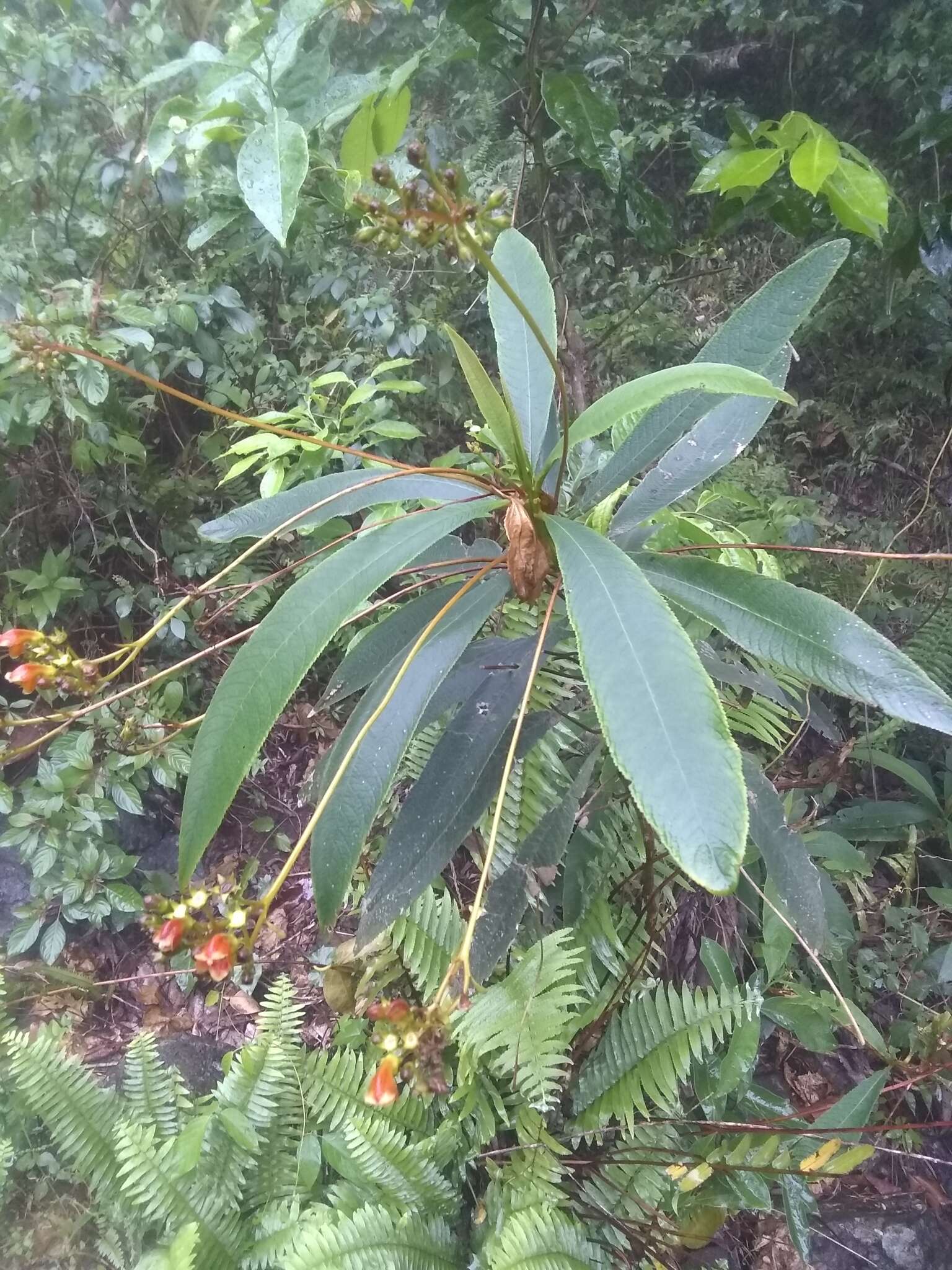 صورة Rhytidophyllum bicolor Urb.