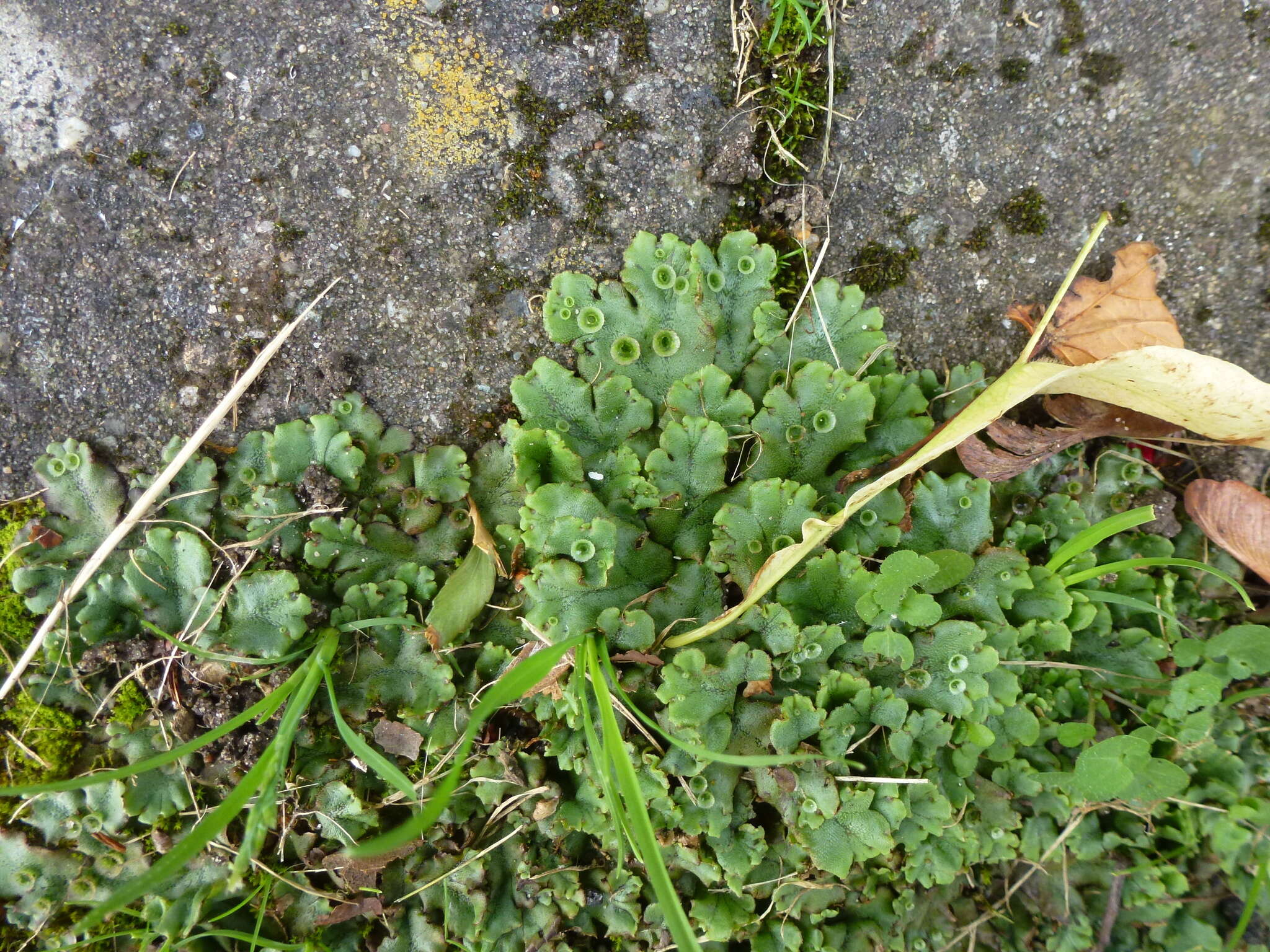 Image of Marchantia polymorpha subsp. ruderalis Bischl. & Boissel.-Dub.