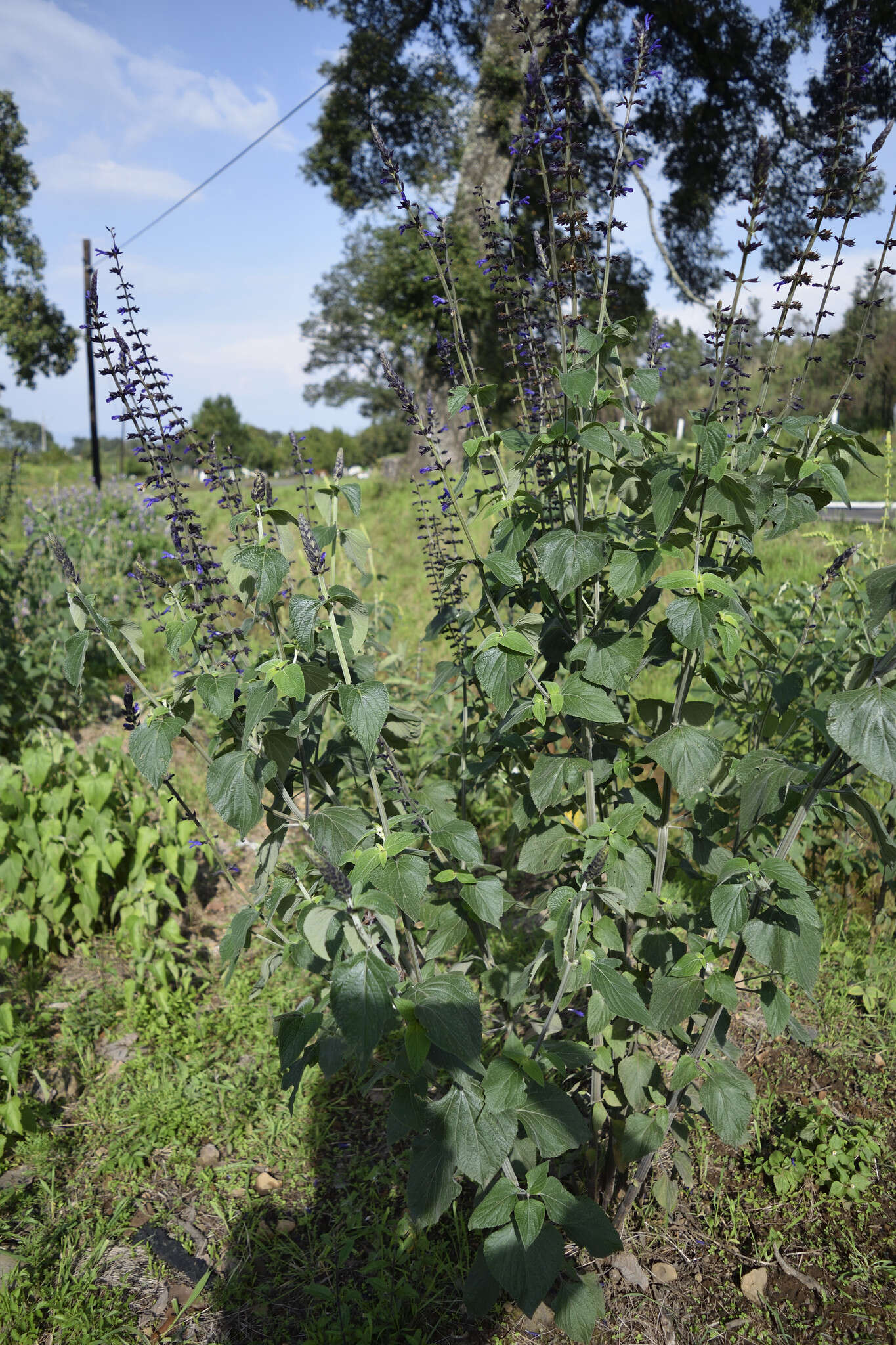 Image of Salvia mexicana L.