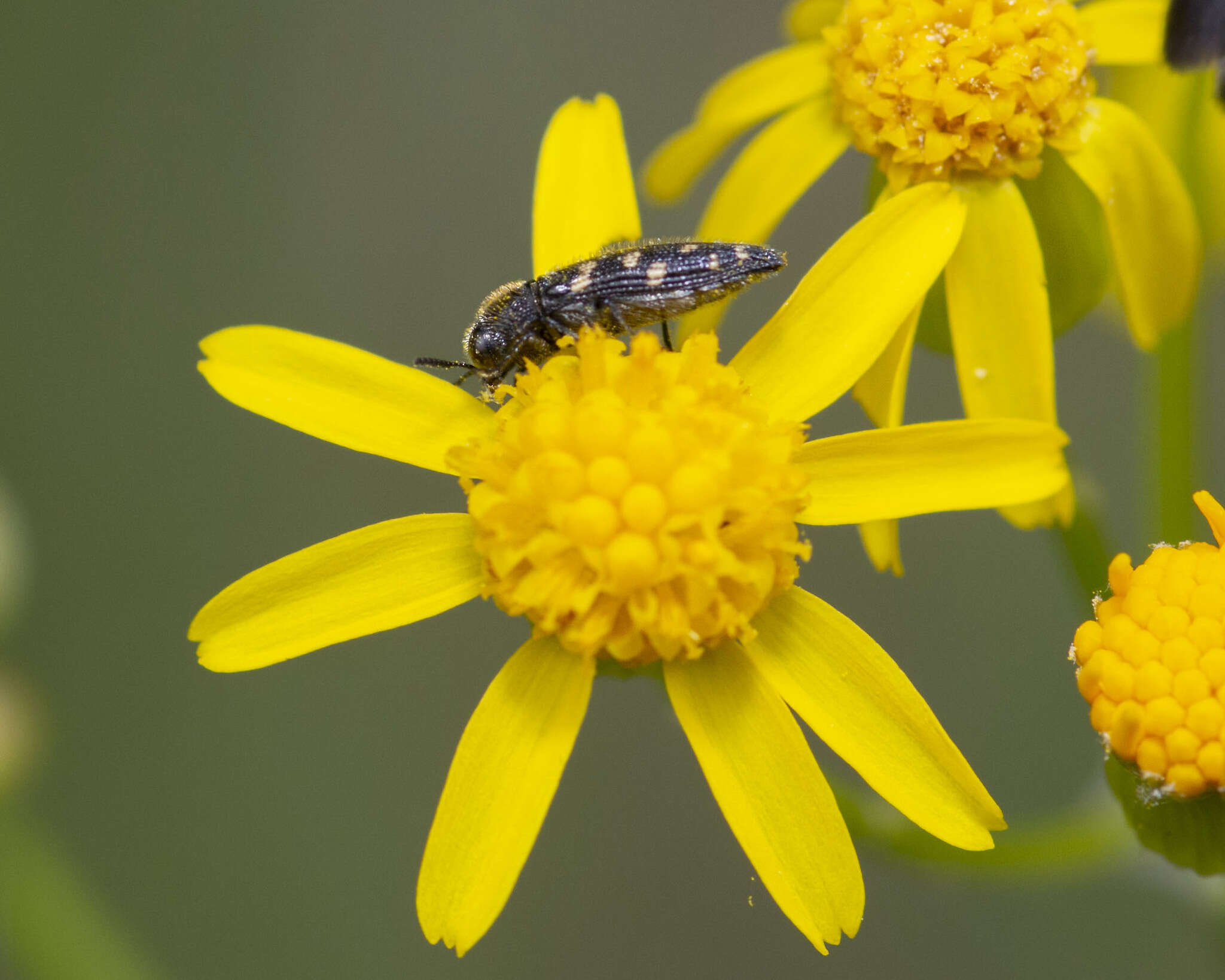 صورة Acmaeodera tubulus (Fabricius 1801)