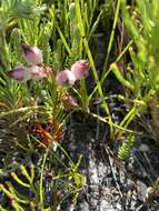 Image of Erica holosericea var. holosericea