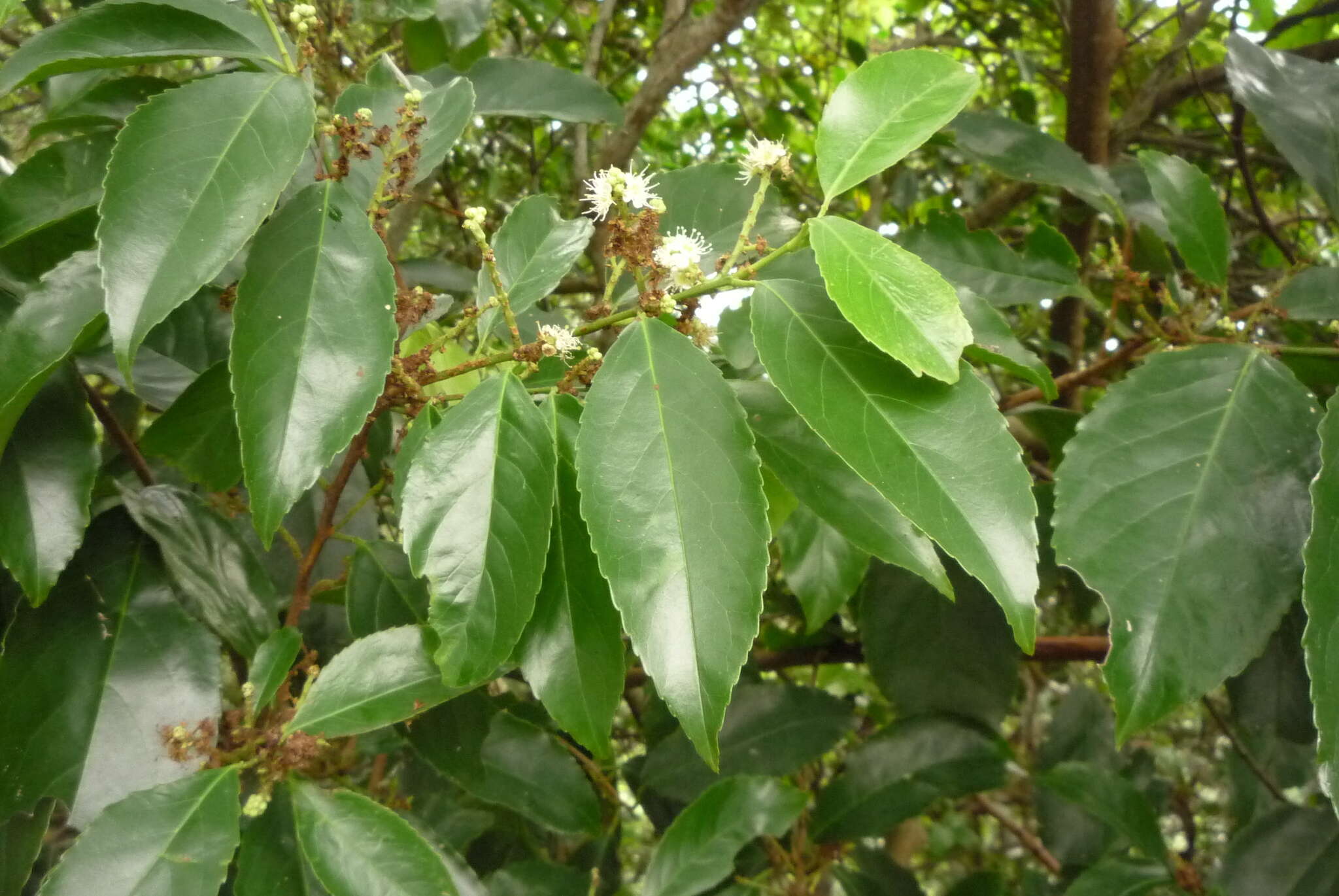 Image de Prunus zippeliana Miq.