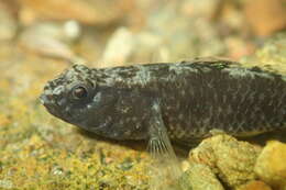 Image of Bigmouth Goby