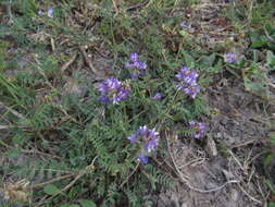 Imagem de Astragalus brazoensis Buckl.