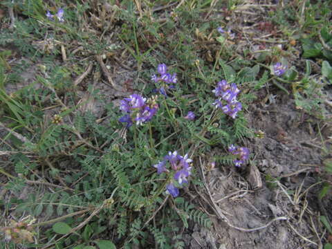 Imagem de Astragalus brazoensis Buckl.