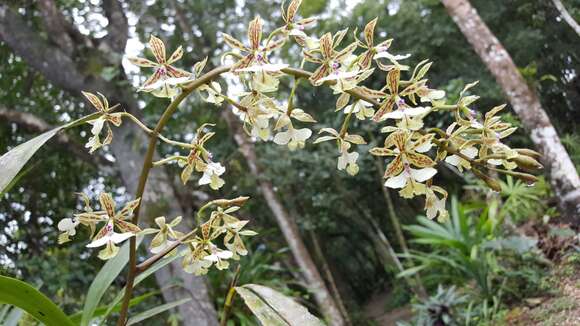 Image of Mr. Stamford’s Epidendrum