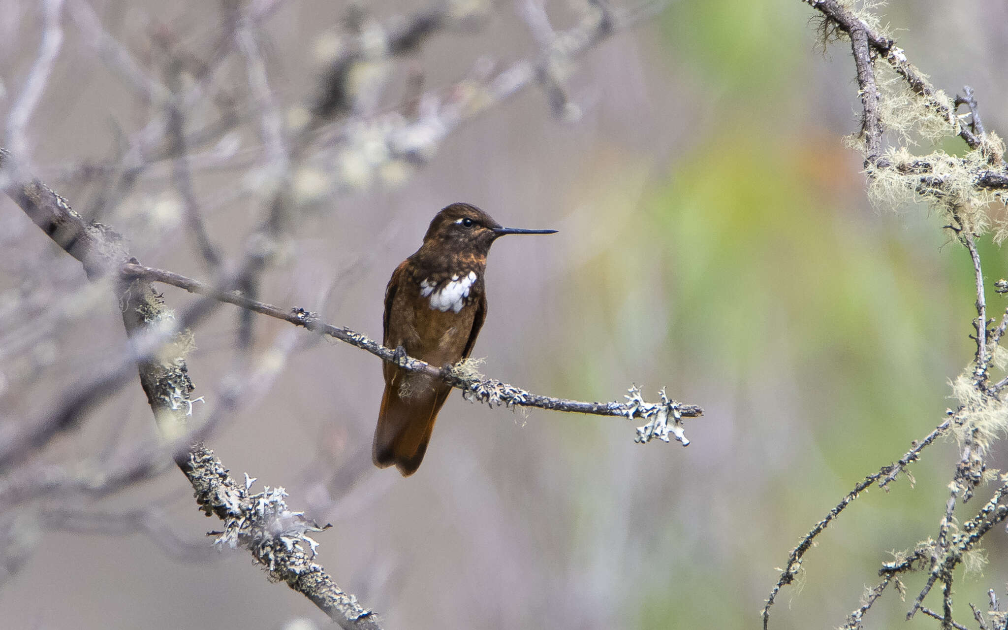 Image of White-tufted Sunbeam